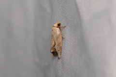 Strotihypera macroplaga