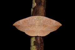Hypopyra vespertilio