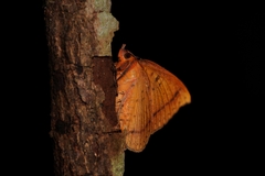 Hypopyra vespertilio