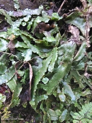 Conocephalum conicum