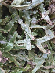 Conocephalum conicum