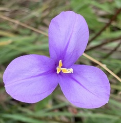 Patersonia occidentalis occidentalis