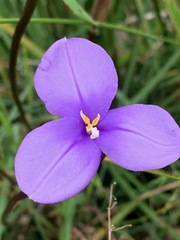 Patersonia occidentalis occidentalis