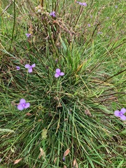 Patersonia occidentalis occidentalis