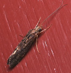 Hydrobiosidae