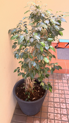 Ficus benjamina