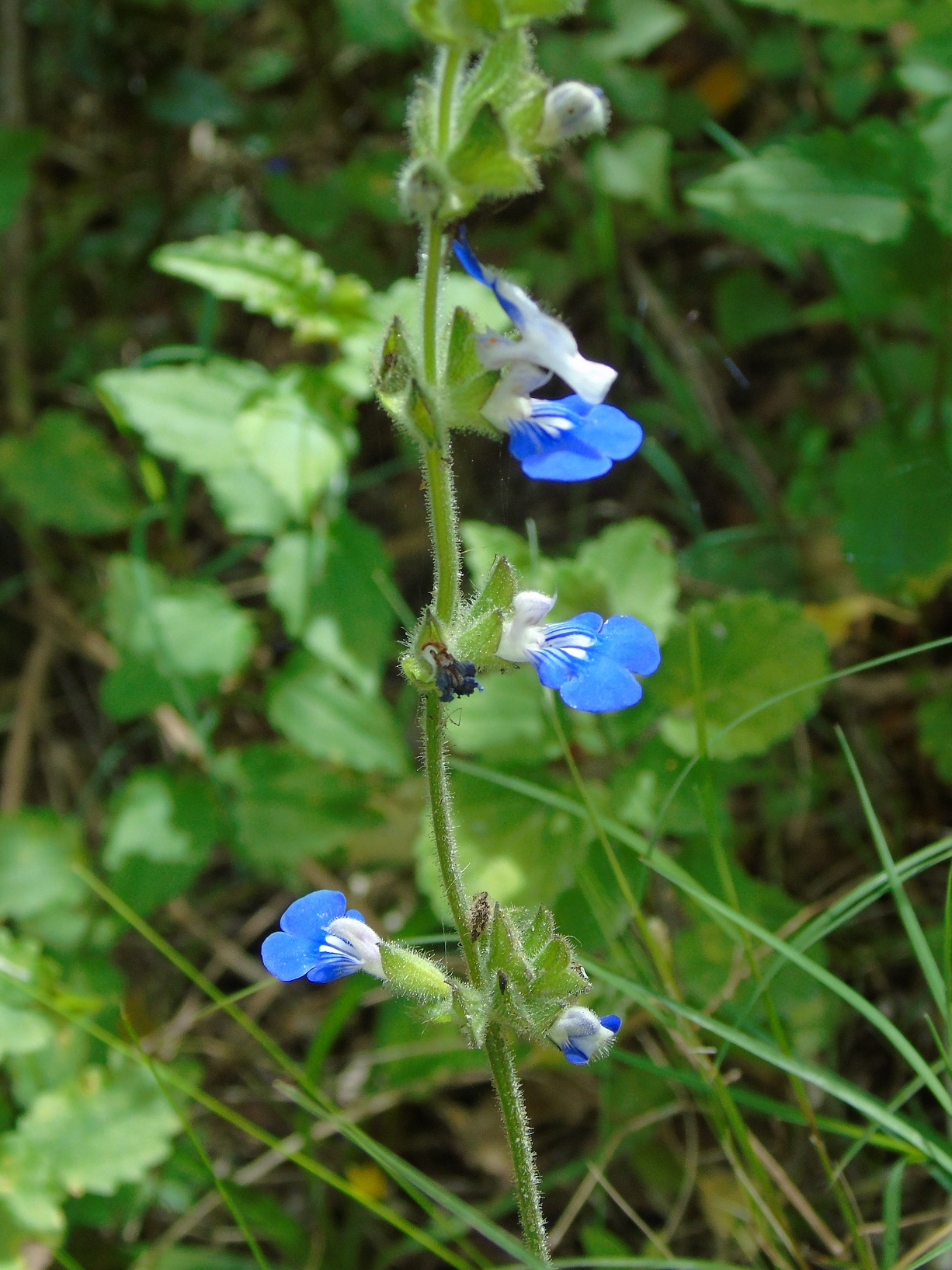 Image of Salvia procurrens by (c) Daniel Dias, some rights reserved (CC BY-SA)