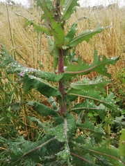 Lactuca virosa