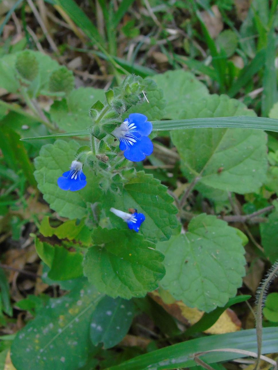 Image of Salvia procurrens by (c) Daniel Dias, some rights reserved (CC BY-SA)