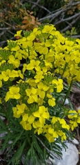 Erysimum nevadense collisparsum