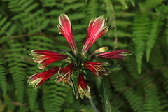 Alstroemeria psittacina