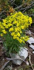 Erysimum nevadense collisparsum