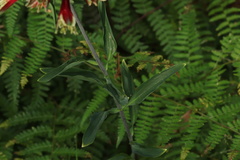 Alstroemeria psittacina