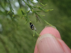 Commius elegans