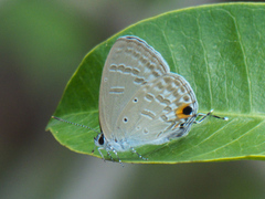 Catochrysops strabo strabo