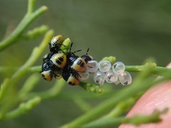 Commius elegans