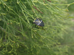 Commius elegans