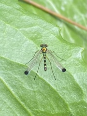 Amblypsilopus zonatus