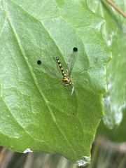 Amblypsilopus zonatus