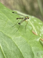 Amblypsilopus zonatus