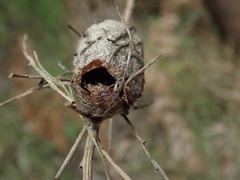 Opodiphthera eucalypti
