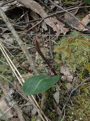 Cryptostylis