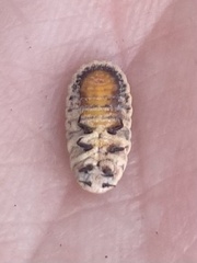 Melaleucococcus