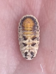 Melaleucococcus