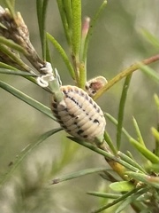 Melaleucococcus
