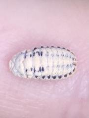 Melaleucococcus