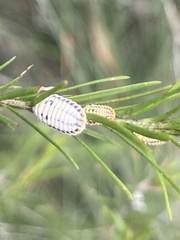 Melaleucococcus