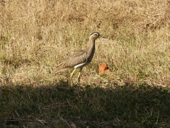 Burhinus bistriatus bistriatus
