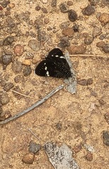 Platagarista macleayi