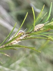 Melaleucococcus