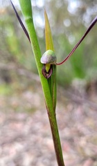 Orthoceras strictum
