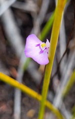 Utricularia uniflora