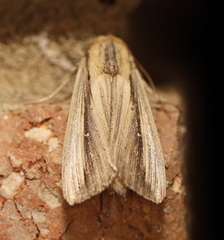Leucania stenographa