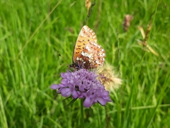 Boloria aquilonaris