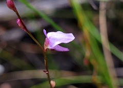 Utricularia lateriflora