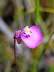 Utricularia uniflora