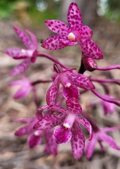 Dipodium punctatum