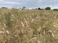 Rytidosperma setaceum