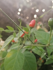 Capsicum annuum