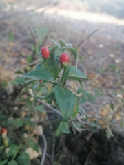 Capsicum annuum