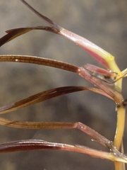 Zosteraceae
