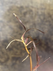 Zosteraceae