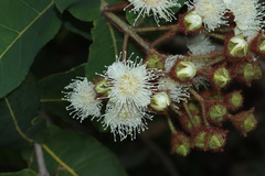 Angophora hispida