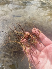 Zosteraceae