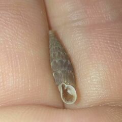 Laciniaria plicata