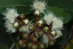 Angophora hispida